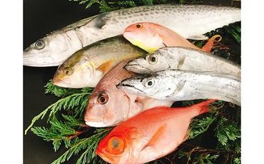 67 太刀魚と旬の魚セット(約6種類 / 約1.5~2kg程度)(A67-1)