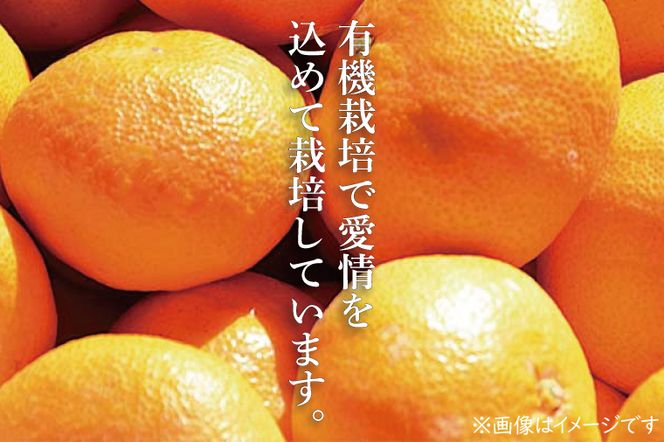 【先行予約】【10月中旬より発送開始】大樹園のみかん（極早生）5kg【埼玉県 春日部市 ふるさと納税 柑橘 果物 フルーツ 国産 家庭用 お取り寄せ 産地直送 ギフト】（CH002-1）