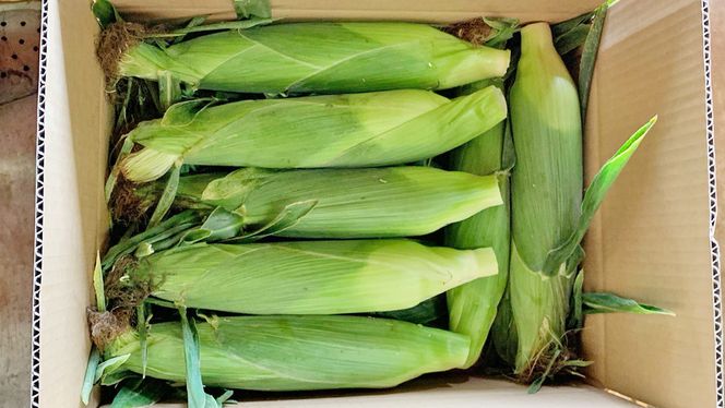 朝採り 農家直送 とうもろこし 6kg 「 おおもの 」【 先行予約2026年7月中旬以降発送】 トウモロコシ スイートコーン コーン 野菜 大粒 大きい 新鮮 甘い 高糖度 サラダ 八千代町産 茨城県産 産地直送  [AX027ya]