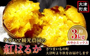 熊本県 大津町産 タカハマ観光農園 の 紅はるか 約 3kg 大中小ミックス《2026年1月上旬-6月末頃出荷》 さつまいも 芋 スイートポテト 干し芋にも---so_tkhmbni_af16_r7_7000_3kg---