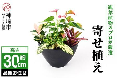 オリジナルアレンジ観葉植物　Sサイズ【寄せ植え インテリア リビング 室内 グリーン 植物 癒し リフレッシュ】 (H086104)