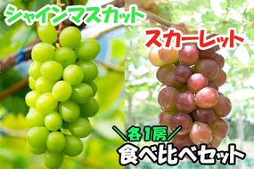 【2026年発送分】赤のスカーレット＆緑のシャインマスカットの食べ比べセット（各１房）　シャイン マスカット ぶどう ブドウ 葡萄 山梨 やまなし フルーツ 果物 新品種 スカーレット 赤ぶどう 食べ比べ セット