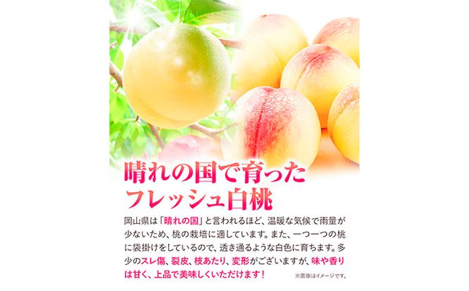 【2025年先行予約】贈答用 桃 内容量 1.5kg ハレノフルーツ （犬塚農園） 《2025年6月末-8月中旬頃出荷》岡山県 浅口市 フルーツ モモ 果物 青果 旬 おかやま夢白桃 白麗 白鳳 清水白桃 なつごころ 加納岩白桃【配送不可地域あり】---124_c401_6m8c_23_29000_1500g---