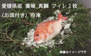 【愛媛県共通返礼品】愛媛県産養殖真鯛 フィレ2枚（お頭付き冷凍） ｜ 海鮮 魚 鯛 タイ 真鯛 フィレ 海の幸 愛媛