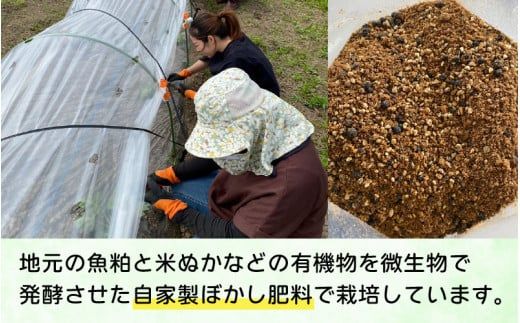 【先行予約】 サツマイモ（紅はるか）サイズ不揃いの訳あり（M～2L）約6kg ※10月下旬から順次発送予定