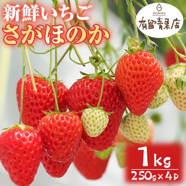 【0103602a】自慢の農家×老舗青果店の新鮮いちご・さがほのか(250g以上×4P)【有留青果】