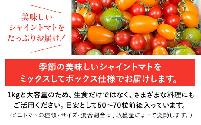 シャイントマト1kg シャイントマトファーム《1月中旬-6月中旬頃出荷予定》岡山県 笠岡市 トマト 野菜 ミニトマト---S-13---