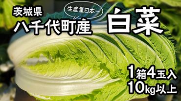 [2024年11月上旬より発送開始] 茨城県 八千代町産 白菜 はくさい 1箱 ( 4玉 ) 10kg 以上 生産量 日本一 農家直送 期間限定 ハクサイ 鍋 冬野菜 野菜 やさい 旬 ふるさと納税 6000円 八千代町 茨城 [AV009ya]