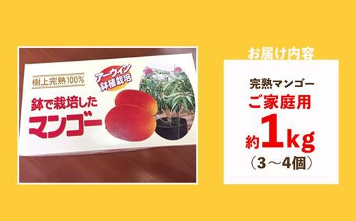 【先行予約】鉢で栽培したおしゃれな完熟マンゴー（ご家庭用）1kg  【AN03】