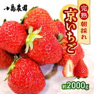 【数量限定】高級 京いちご 内容量 約2,000g（250g 8パック）【紅ほっぺ おいCベリー スターナイトから厳選してお届け】訳あり 完熟 朝採れ ※離島への配送不可 ※2025年2月上旬～5月下旬頃に順次発送予定