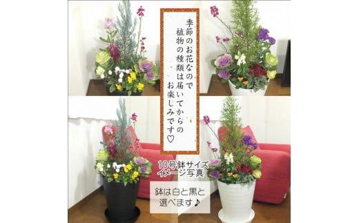 C012 季節の花の寄せ植え　１０号鉢　選べる鉢色　室内園芸装飾マイスター岡部太郎氏監修