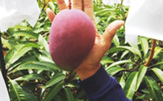 【先行受付】 【2024年発送】恵農園のアップルマンゴー『秀』約2kg（3～6玉）