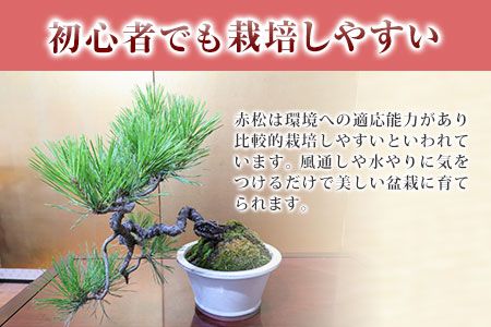 樹心園 赤松 盆栽《30日以内に出荷予定(土日祝除く)》あかまつ 盆栽作家 徳永功---sn_kgkrakmt_30d_22_54000_1p---