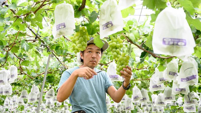 【 先行予約 】茨城県産 シャインマスカット 約 3kg 4房入り ( 茨城県共通返礼品 : 常陸太田市 )【 2025年 9月中旬頃より発送 】 シャインマスカット フルーツ ぶどう 葡萄 ブドウ マスカット 果物 期間限定 数量限定