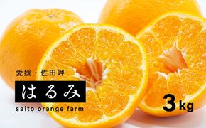 【先行予約】Saito Orange Farmのはるみ3kg ｜ 柑橘 みかん ミカン フルーツ 果物 愛媛　※離島への配送不可　※2025年2月中旬頃より順次発送予定