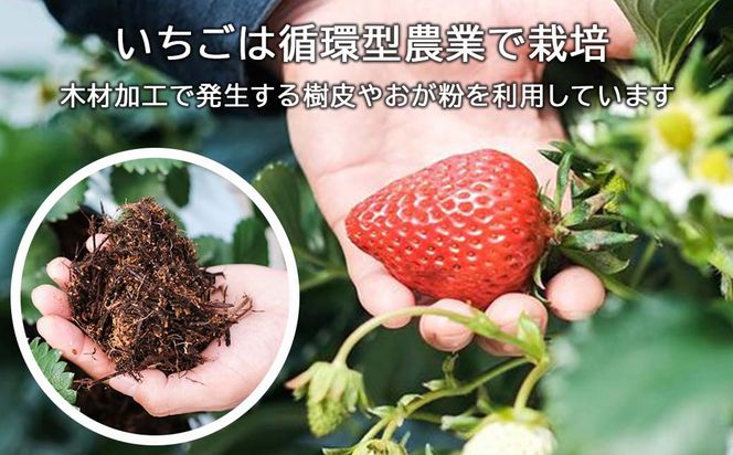 完熟いちごのクラフトビール×6本_ストロベリージューシーエール M-MQ-A01A