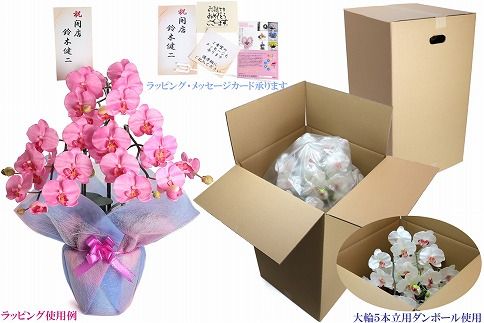 綺麗で丈夫な三河陶器で贈る光触媒胡蝶蘭大輪５本立（黒の陶器×白桜色の花）H100-079