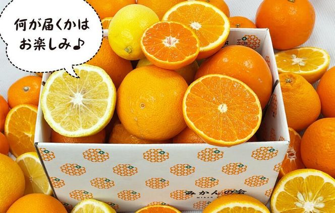 旬の柑橘食べ比べ 柑橘ごろごろ 3種 箱込 7.5kg(内容量約 6.8kg) 秀品 優品 混合 和歌山県産 産地直送 【おまけ付き】【みかんの会】AX249