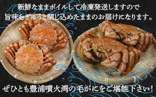 【令和7年度発送先行予約】【地元現役漁師が厳選！！】ボイル・毛ガニ2尾（1尾400～500g）北海道 豊浦 噴火湾 TYUR007