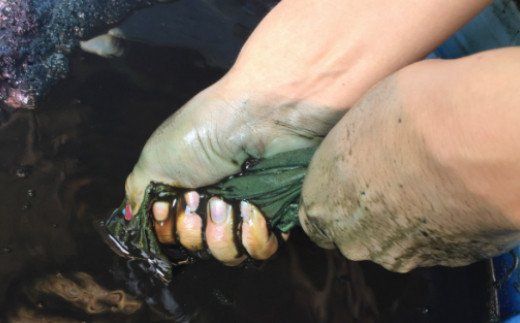 「深海王国」室戸からお届けする　グソクますく　ma001