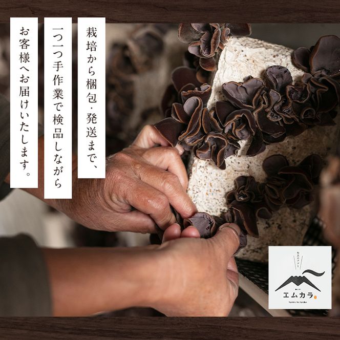 a769 国産乾燥きくらげ計120g(40g×3袋)【姶良のアグリM~】国産 a769 国産乾燥きくらげ計120g(40g×3袋)【姶良のアグリM~】国産