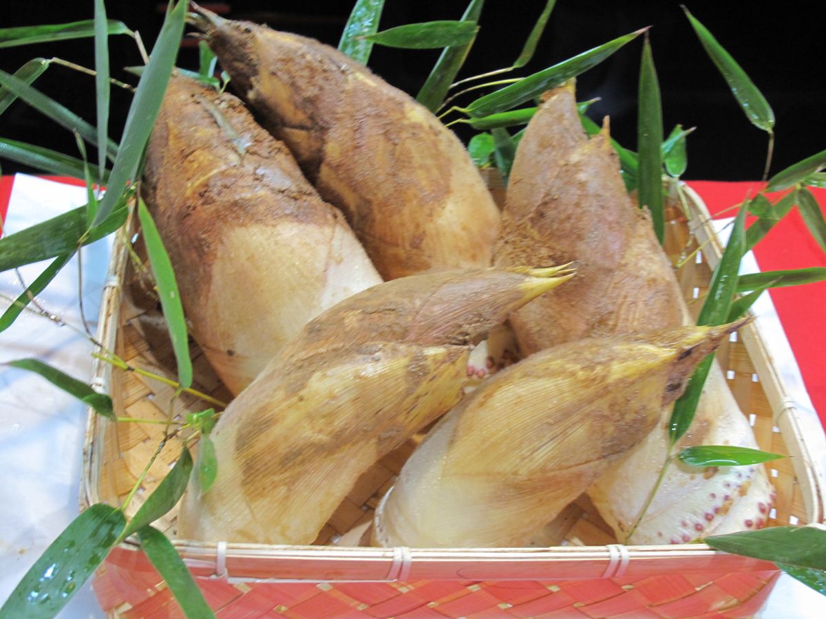 [先行予約]京野菜「京筍」採れ採れ発送(特選上物3kg)◇[タケノコ たけのこ] ※2026年3月下旬頃から順次発送予定 ※北海道・沖縄・離島への発送不可
