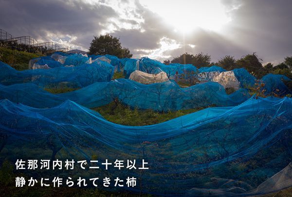 【CF】佐那河内産のこだわり大和柿　500g　※離島不可《30日以内に出荷予定(土日祝除く)》---sanagouchi_ymk_2_500g---