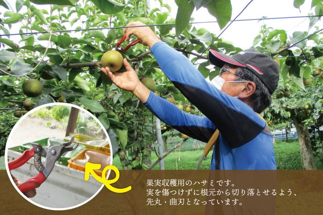 ★先行予約★ 【2026年9月発送】仁平果樹園の梨 「新高」5kg (8個～14個) (9月下旬より順次配送) | 果物 新鮮 フルーツ ギフト 梨 ナシ 益子町産梨 甘い あまい 糖度11.5以上 糖度保証 果汁 果肉 栃木県 益子町 (DB004)