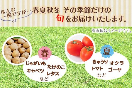 熊本県大津町産 季節の野菜セット(6～8種類)《60日以内に出荷予定(土日祝除く)》野菜 冷蔵 JA菊池 大津中央支所 とれたて市場---so_cozuyasai_60d_20_13500_8i---
