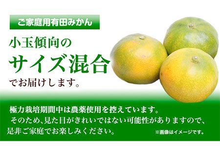 ＜先行予約＞家庭用 極早生有田みかん5kg+150g（傷み補償分）【YN26・ゆら早生】【わけあり・訳あり】池田鹿蔵農園（池田農園株式会社）《9月中旬-11月中旬頃より出荷》和歌山県 日高町 みかん 有田みかん 完熟 厳選---wsh_idn43_9c11c_24_11000_5kg---