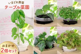 野菜 いまどれ野菜「テーブル菜園」おまかせ２個セット [SPミヤザキ 宮崎県 日向市 452060980] 栽培キット 水耕栽培 ポット キット 室内 家庭菜園 新鮮