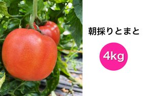 朝採りとまと 4kg｜新鮮 産直 農家 直送 トマト 野菜 埼玉 杉戸 [0204]