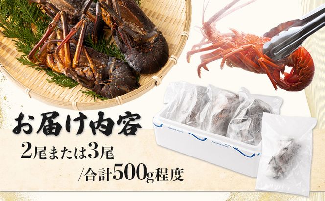 室戸産活冷伊勢海老【２～３尾】　tk009