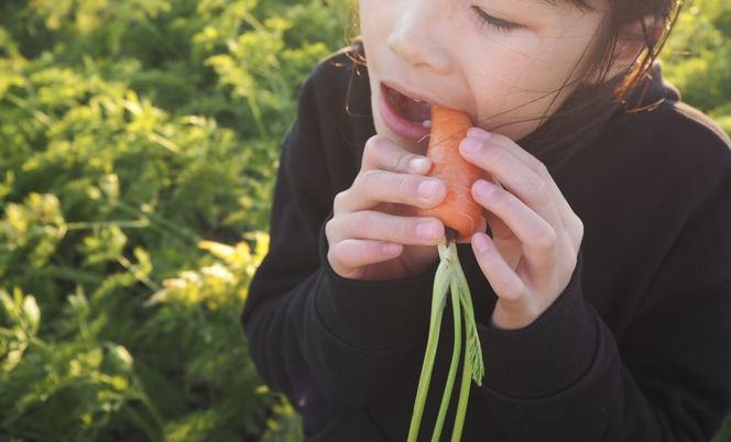 こどもも食べられる甘み！ジュースにしても美味しい！「マドンナキャロット」 10kg にんじん 野菜 H105-120