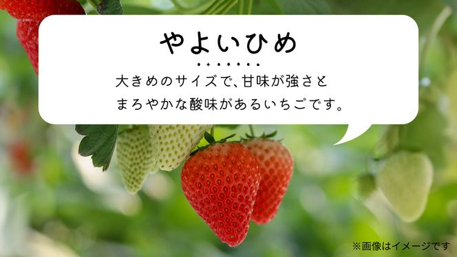 【 先行予約 】いちご 3種 食べ比べセット（4パック×1箱)【 2025年1月から発送開始 】 ( 茨城県共通返礼品 : 常陸太田市 ) 約 260g × 4パック いばらキッス ひたち姫 やよいひめ から 厳選して お届け 数量限定 果物 くだもの フルーツ 苺 イチゴ 期間限定 [ES003us]