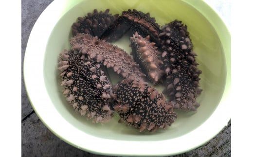 【令和8年1月より発送】活ナマコ（1kg：3個～5個）【0tsuchi00380】