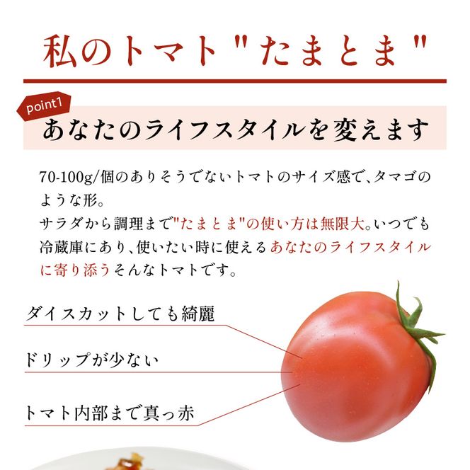 【限定出荷】"たまとま"＋カラーミニトマト(約8kg)《 野菜 トマト ミニトマト カラートマト 期間限定 送料無料 おすすめ 美味しい セット とまと ふるさと納税 》