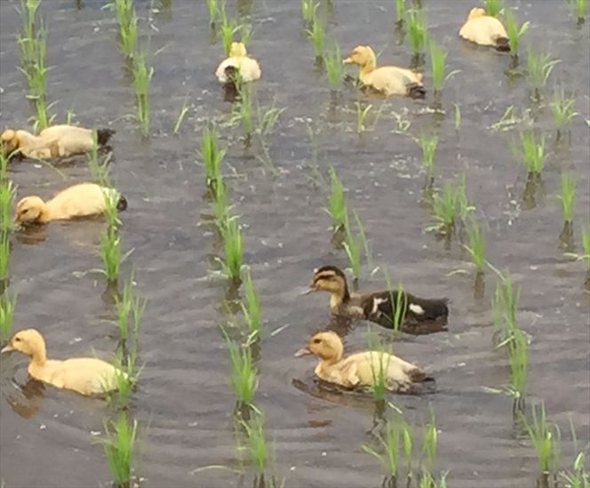 169-13-006　C-35 アイガモ米糀の甘酒　3本セット【 甘酒 茨城県 日立市 】