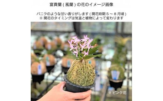 富貴蘭　一鶴 商品詳細｜布木の里 花信｜古典植物・山野草の専門店 フラワー