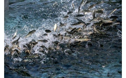 D065 子持鮎甘露煮詰合せ