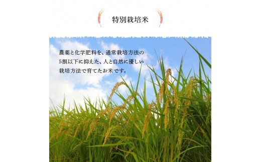 【B01022】特別栽培米ぴかまる白米 20kg