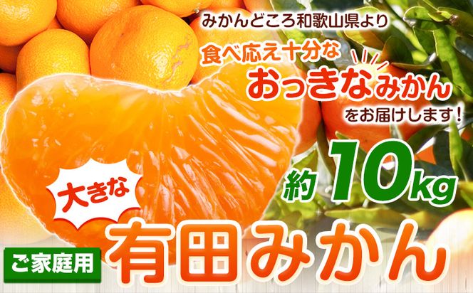 ＜先行予約＞家庭用 大きな 有田 みかん 10kg+300g（傷み補償分）【わけあり・訳あり】【光センサー選果】 池田鹿蔵農園@日高町（池田農園株式会社）《11月中旬-2月中旬頃出荷》和歌山県 日高町 蜜柑 ミカン 柑橘 ---wsh_idn59_11c2c_24_11000_10kg---