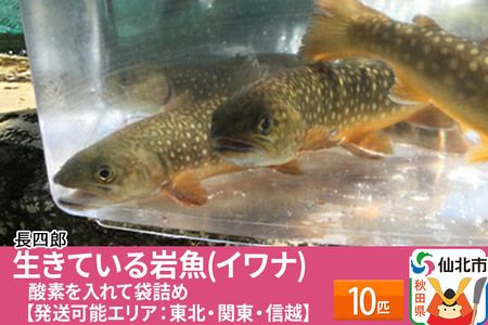 生きている岩魚(イワナ)10匹 酸素を入れて袋詰め[発送可能エリア:東北・関東・信越] |02_csr-010101