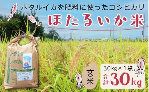 【訳あり】ほたるいか米（玄米30kg）【通年発送】