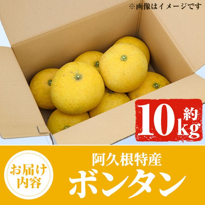 ＜先行予約受付中！2025年1月以降発送予定＞阿久根特産 ボンタン(10kg) 国産 果物 ボンタン ぼんたん フルーツ スイーツ 贈答用 ギフト 柑橘 期間限定【松永青果】a-24-41