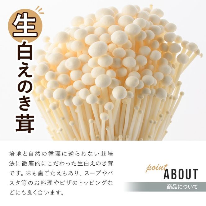 生白えのき茸(20袋・計5kg)国産 エノキ きのこ キノコ 個包装【三笠えのき茸生産組合】akn010-10