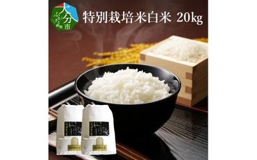 【B01022】特別栽培米ぴかまる白米 20kg