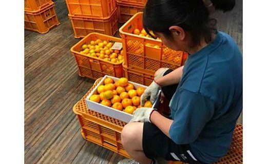 極早生 有田 みかん 化粧箱 特秀 S サイズ 45玉入 南泰園 和歌山 有田みかん 	BS606
