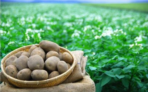 【受付は12月22日まで】JAきたみらいから直送する新鮮じゃがいも「スノーマーチ」10kg【104-0003-2025】