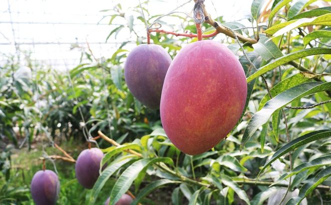 ご家庭用でも極上に美味しい完熟アップルマンゴー5kg　【2024年発送】農園直送！